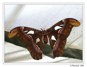Papillon Attacus Atlas
